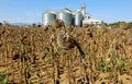 Withered sunflower ready for crop on a field with a grain storage silos and its distribution system on background Royalty Free Stock Photo