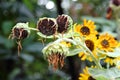 Withered Sunflowers With Blooming Sunflowers Background
