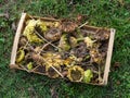 Withered sunflowers, drying seed for winter garden bird food.