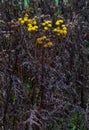 Withered Tansy plants