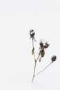 Withered Thistle In The Snow.