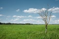 Withered tree Royalty Free Stock Photo