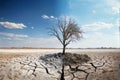 withered tree against the backdrop of climate change Royalty Free Stock Photo