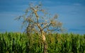 Withered tree against green corn, dark blue sky Royalty Free Stock Photo