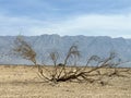 Withered tree in the Arava desert Royalty Free Stock Photo