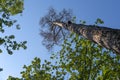 Withered tree attacked by bark beetle