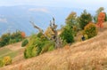 Withered tree on autumn Carpathian mountainside