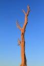 Withered tree Royalty Free Stock Photo