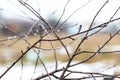 Withered tree branch with water droplets