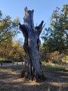 Vecchio albero secco Royalty Free Stock Photo