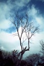 Withered Tree with Dusky Blue Sky background Royalty Free Stock Photo