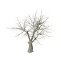 A withered tree without foliage. On white background.Isometric