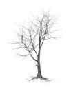A withered tree without foliage. On white background
