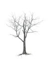 A withered tree without foliage. On white background