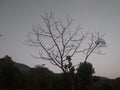 Withered tree with the greyish colour sky and in background trees & mountain. Royalty Free Stock Photo