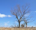 Withered tree Royalty Free Stock Photo