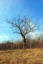 Withered tree on the lawn with dry grass, the sky and clouds