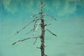 Withered tree in the middle of blue lake Royalty Free Stock Photo