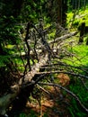 withered tree in the middle of the forest Royalty Free Stock Photo