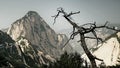 Withered tree and mountain Royalty Free Stock Photo