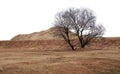 Withered tree and mountains of sand Royalty Free Stock Photo