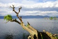 Withered tree in the sea Royalty Free Stock Photo