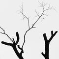 Withered tree Royalty Free Stock Photo