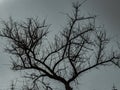 withered tree and sky, dark atmosphere