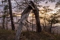 withered tree of strange shape on the background of the sea Royalty Free Stock Photo