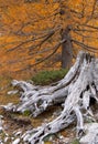 Withered tree stump