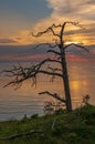 Withered tree at sunset on the sea Royalty Free Stock Photo