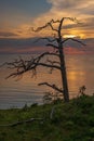 Withered tree at sunset on the sea Royalty Free Stock Photo