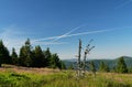 Withered tree torso on a mountain meadow during a cloudless day Royalty Free Stock Photo