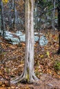 Withered Tree Trunk