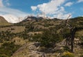 Withered trees in Los Glaciares National Park Royalty Free Stock Photo