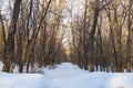 Withered Trees and Roads Covered in Snow in Jermuk Armenia Royalty Free Stock Photo