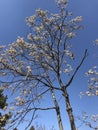 Withered trees in spring