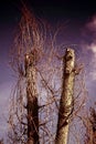 Withered trees Royalty Free Stock Photo