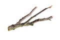 A withered twig on a white isolated background Royalty Free Stock Photo