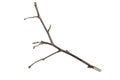 A withered twig on a white isolated background Royalty Free Stock Photo