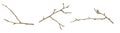a withered twig on a white isolated background Royalty Free Stock Photo