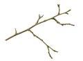 a withered twig on a white isolated background Royalty Free Stock Photo