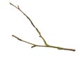 a withered twig on a white isolated background Royalty Free Stock Photo