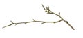 a withered twig on a white isolated background Royalty Free Stock Photo