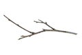 A withered twig on a white isolated background Royalty Free Stock Photo