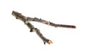 A withered twig on a white isolated background Royalty Free Stock Photo