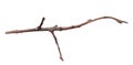 a withered twig on a white isolated background Royalty Free Stock Photo