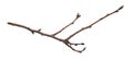 a withered twig on a white isolated background Royalty Free Stock Photo