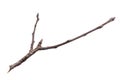a withered twig on a white isolated background Royalty Free Stock Photo