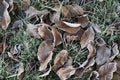 Withered leaf on green grass under morning frost Royalty Free Stock Photo